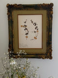 Custom Framed New Zealand Herbarium Specimen