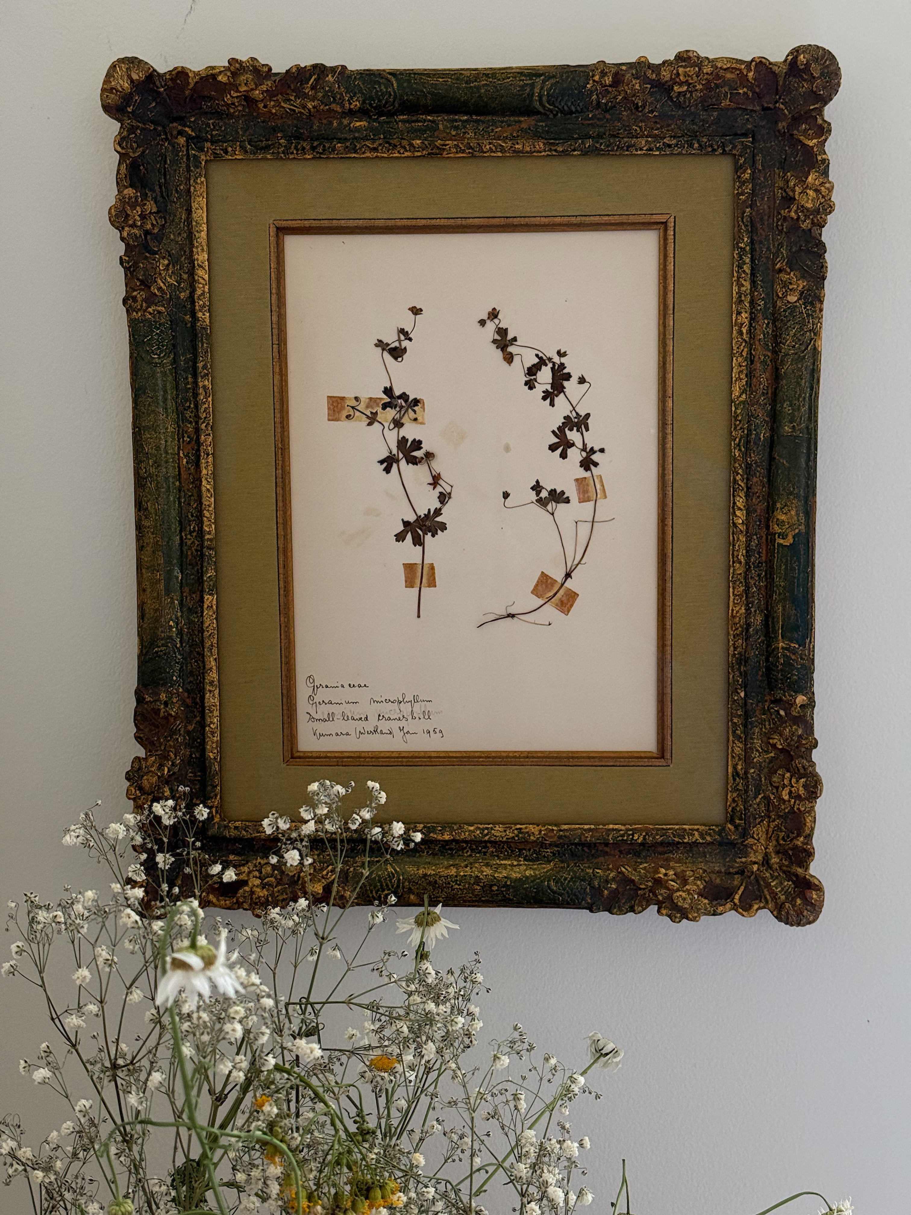 Custom Framed New Zealand Herbarium Specimen