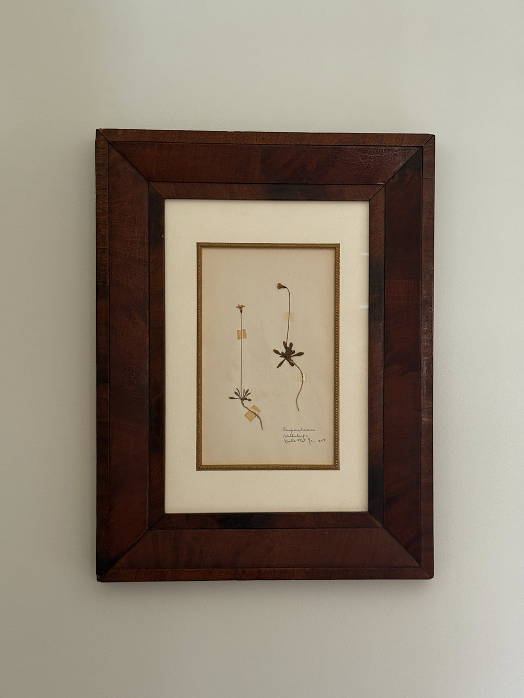 Finnish Herbarium Specimen in Antique Walnut Frame