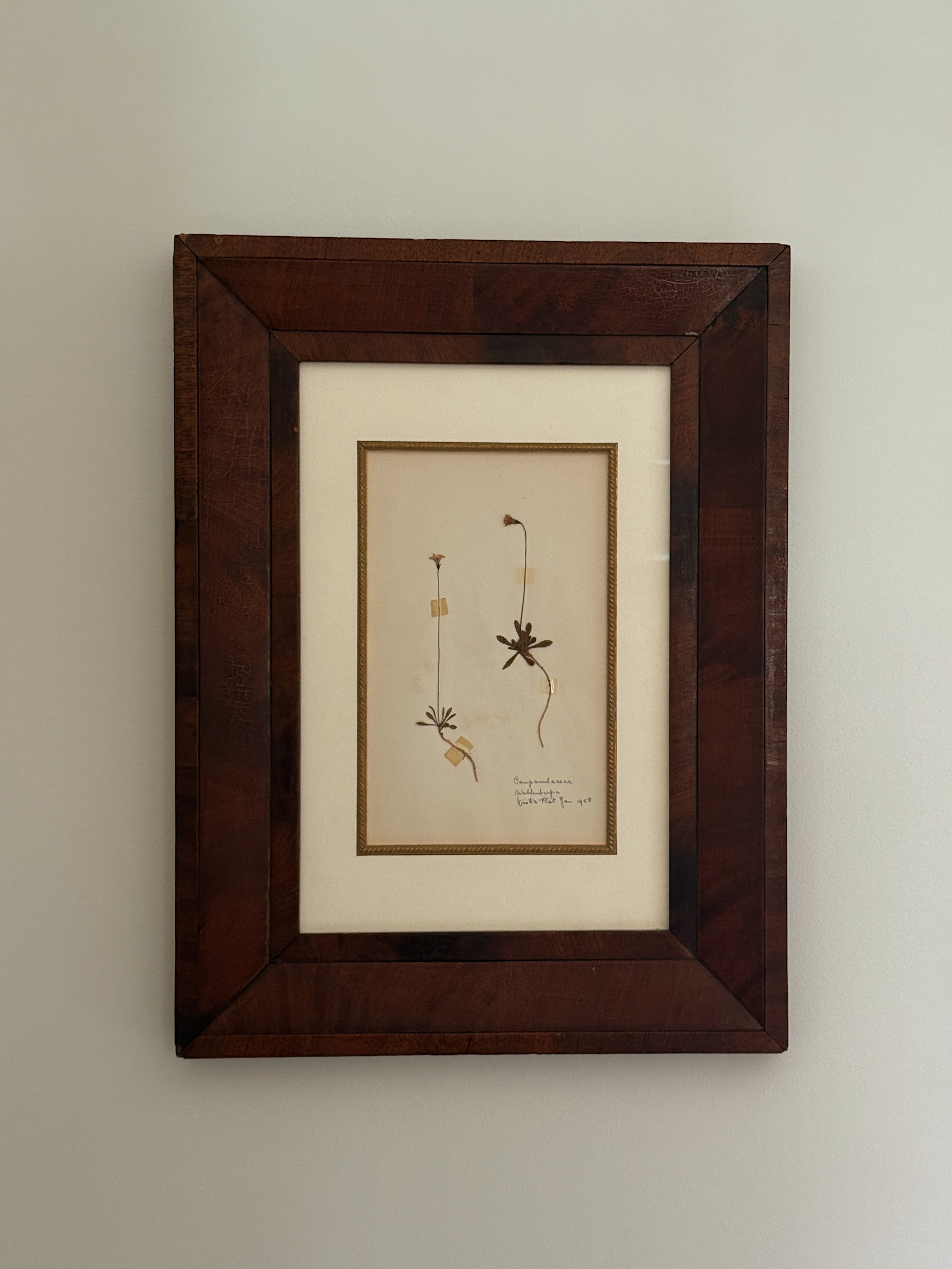 Finnish Herbarium Specimen in Antique Walnut Frame