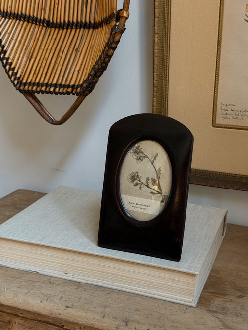 Antique Dutch Herbarium in Danish Wood Frame