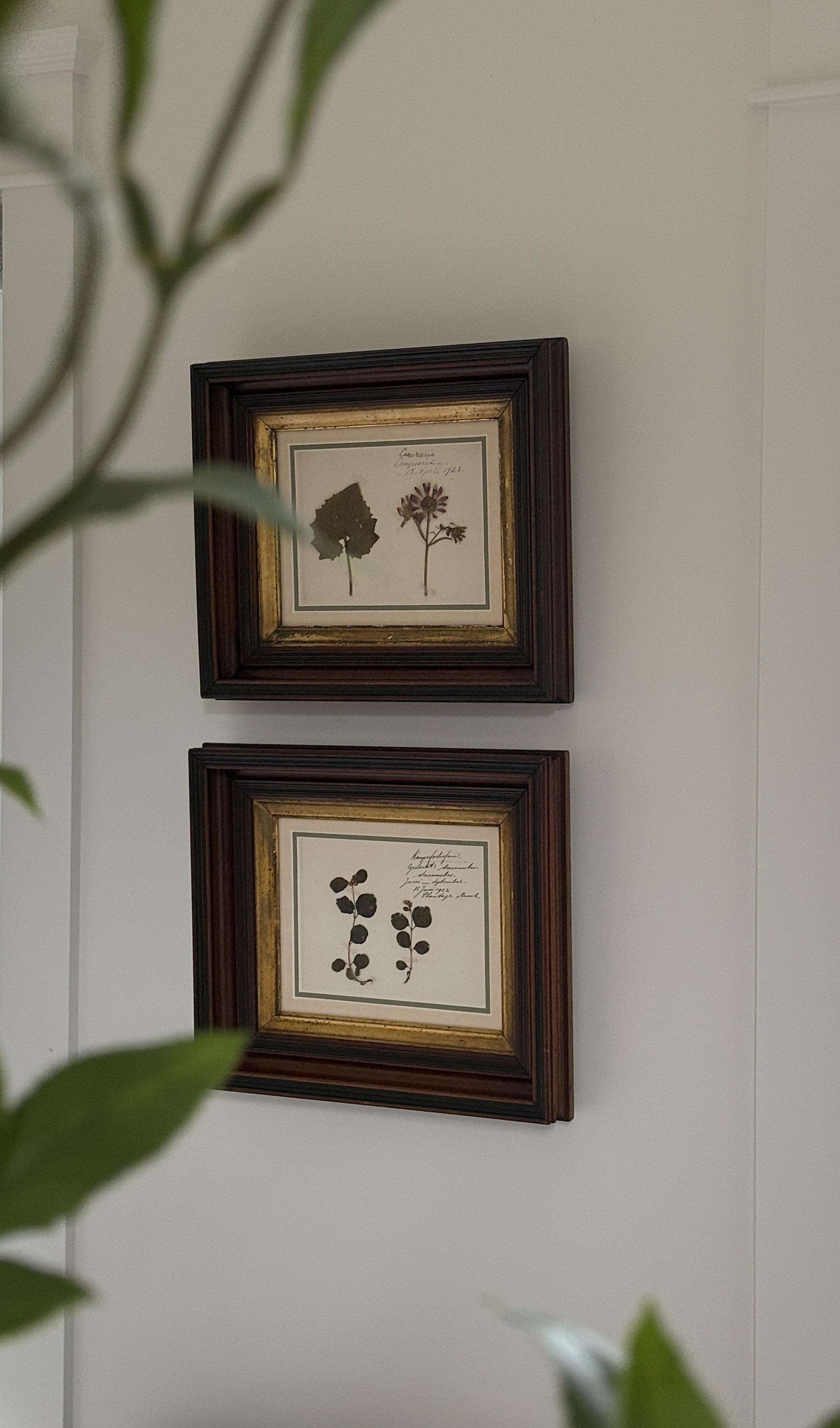 Antique Dutch Herbarium Specimen, Set of 2, Symphoricarpos + Cineraria