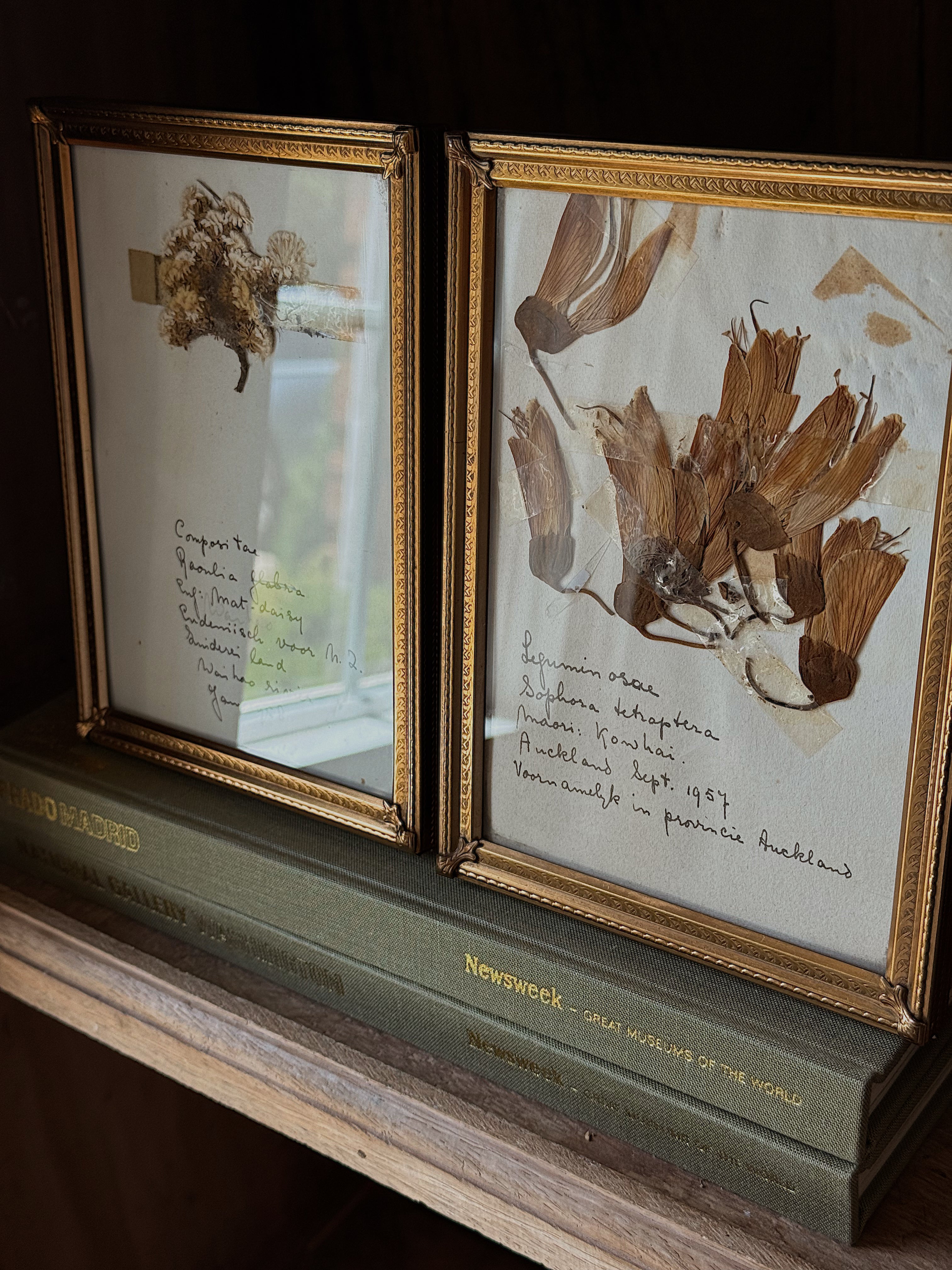 Antique Brass Framed Herbarium Art, Set of 2