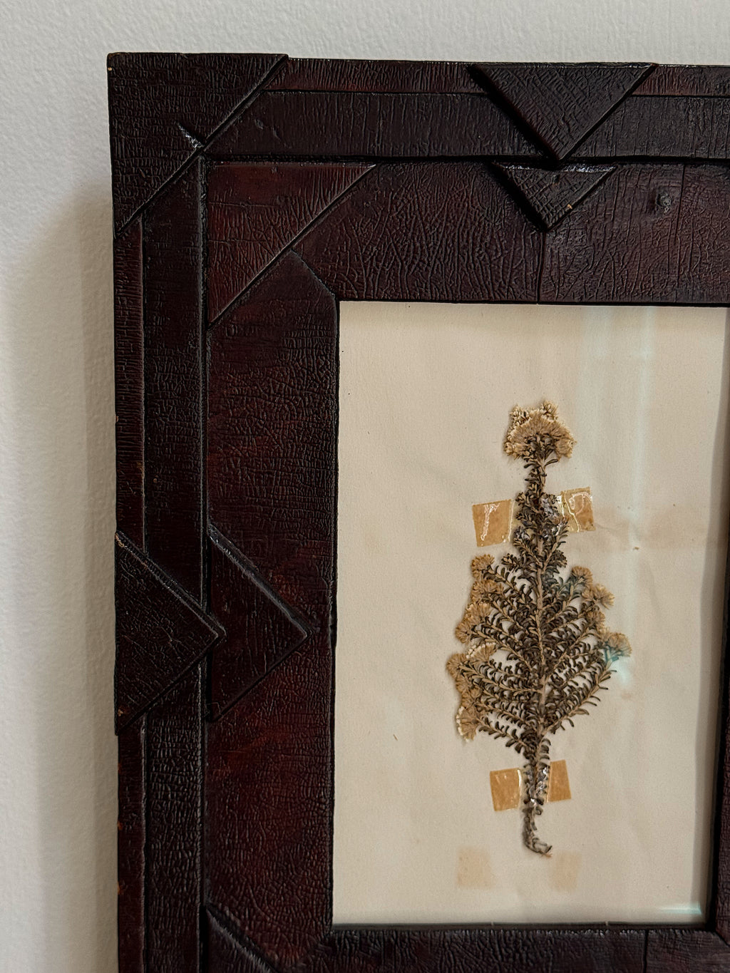 Vintage Herbarium Specimen in Brutalist Frame