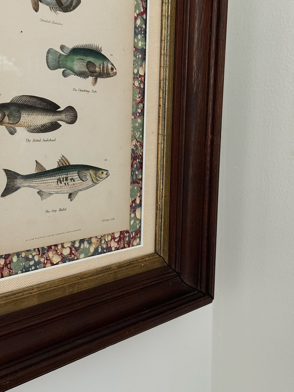 Framed Custom Antique Fish Lithograph