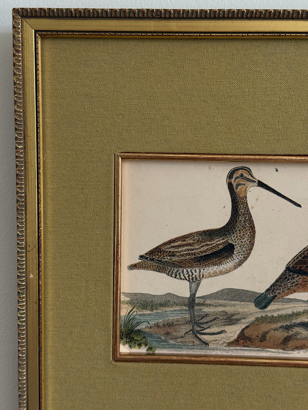 Antique 19th Century Hand-Colored Bird Engraving