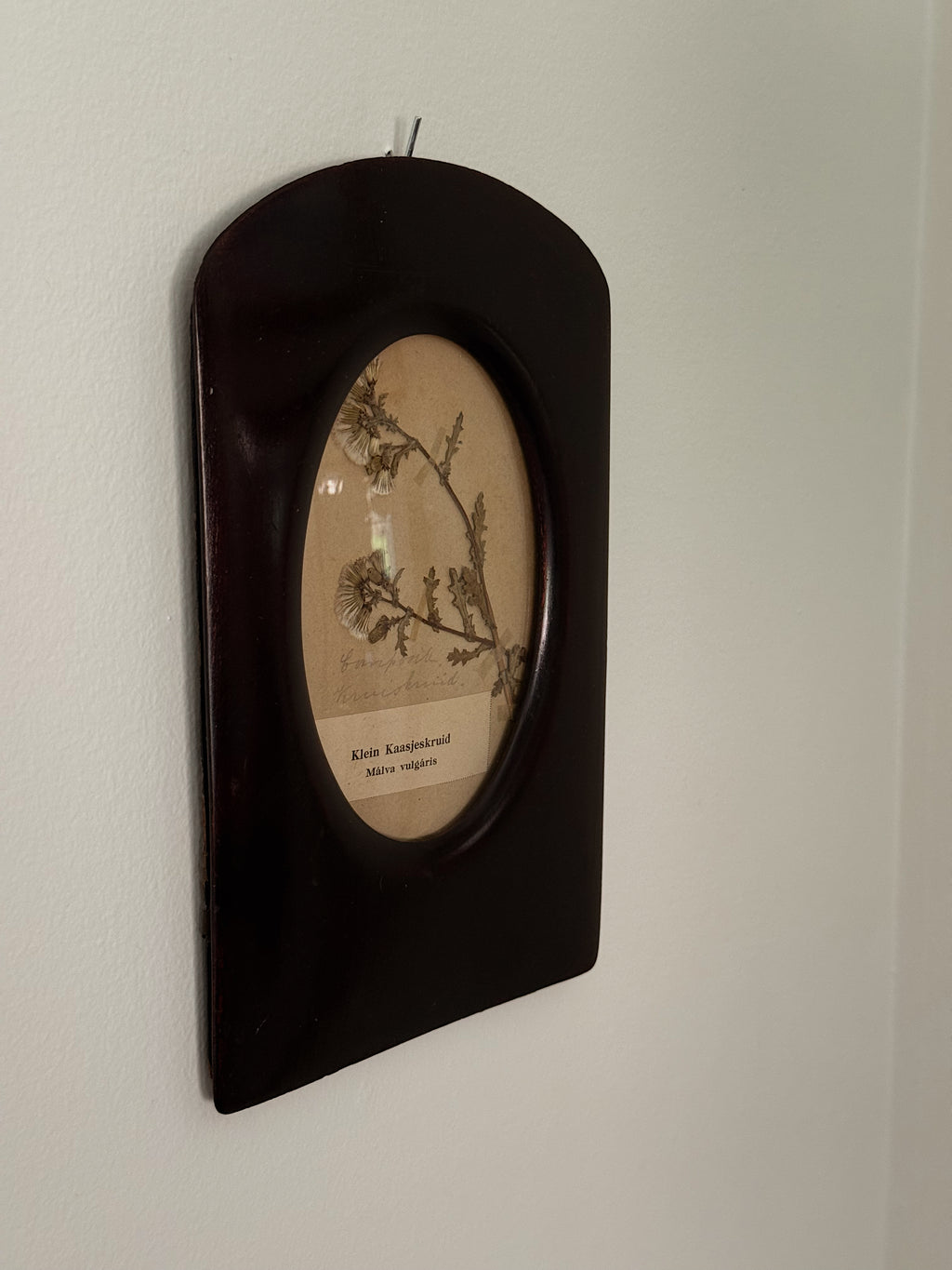 Antique Dutch Herbarium in Danish Wood Frame