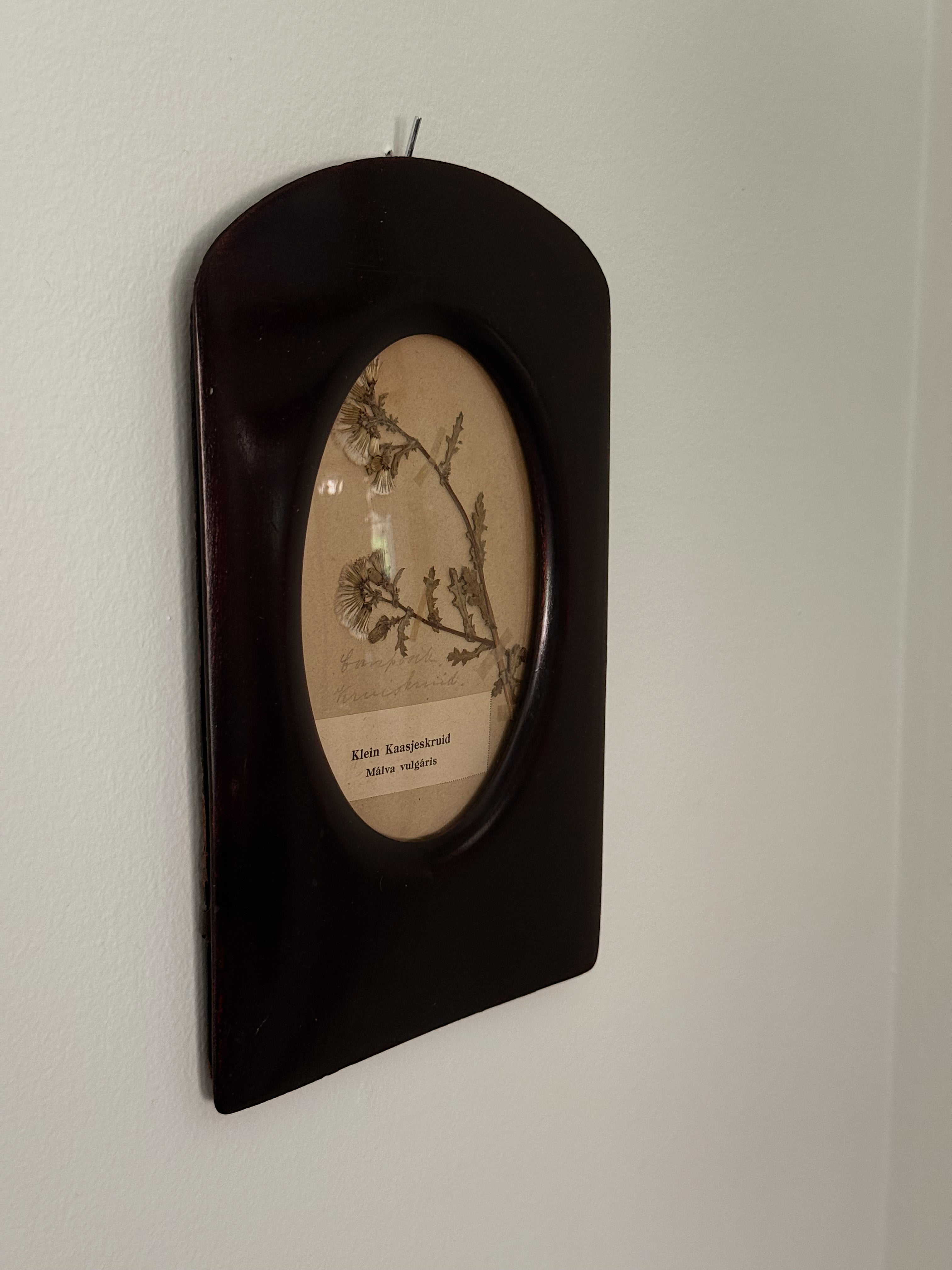 Antique Dutch Herbarium in Danish Wood Frame