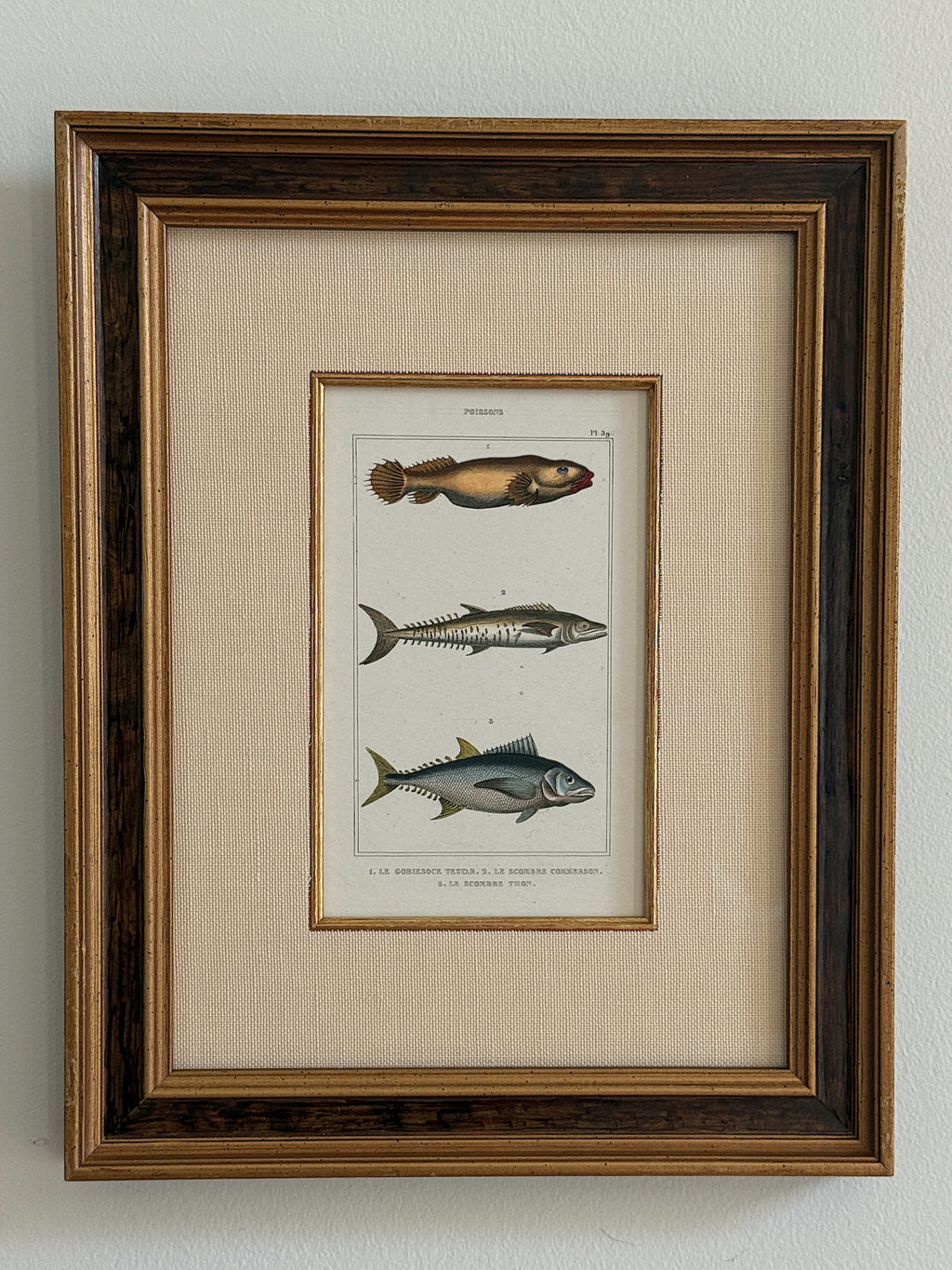 Antique Hand-Colored Fish Lithograph