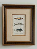 Antique Hand-Colored Fish Lithograph