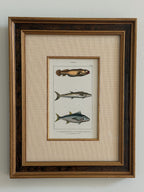 Antique Hand-Colored Fish Lithograph