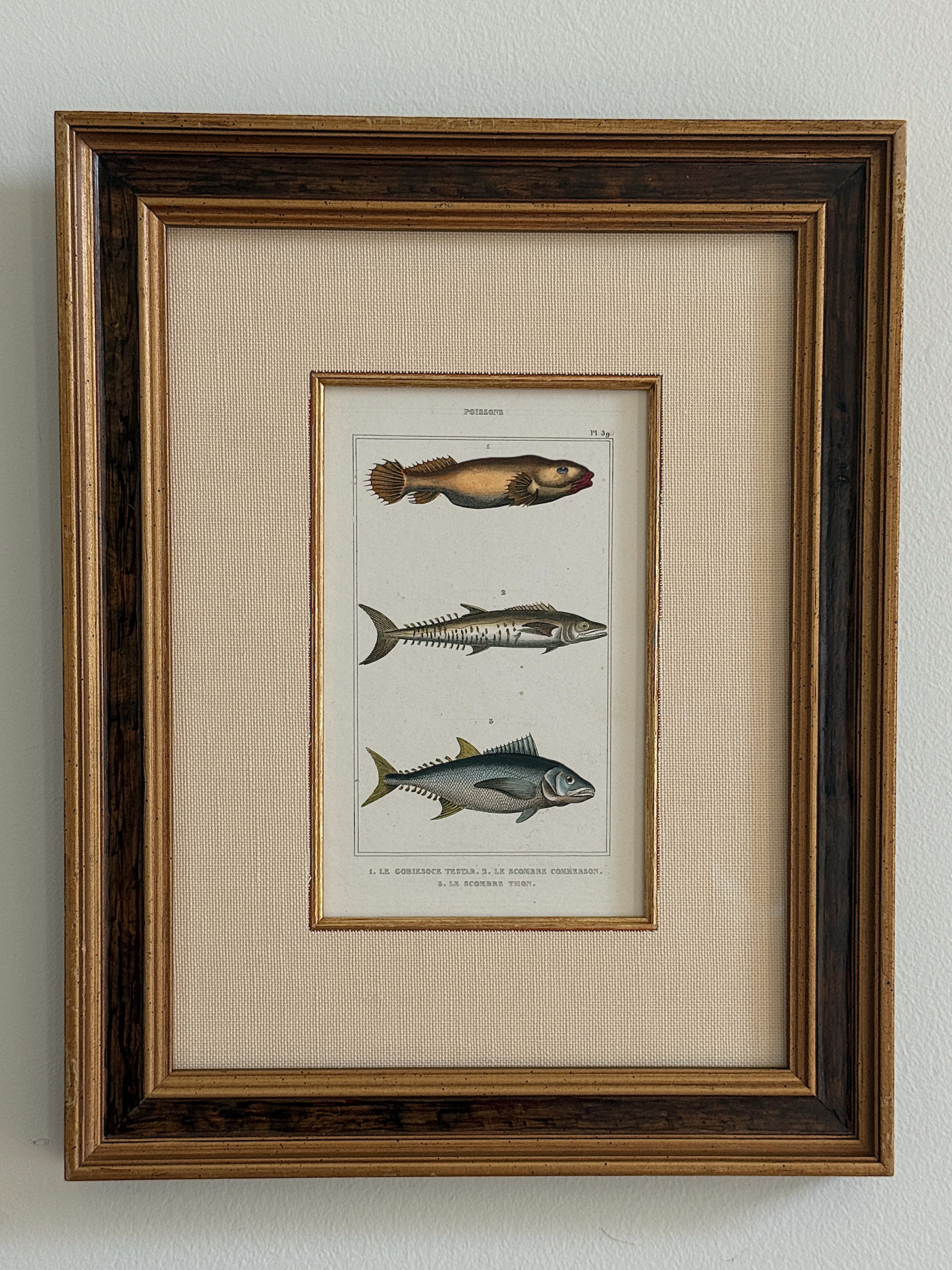 Antique Hand-Colored Fish Lithograph