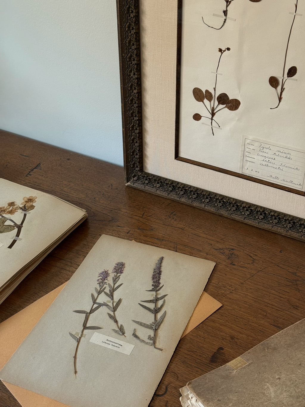Finnish Herbarium Specimen in Antique Floral Frame