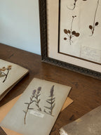 Finnish Herbarium Specimen in Antique Floral Frame