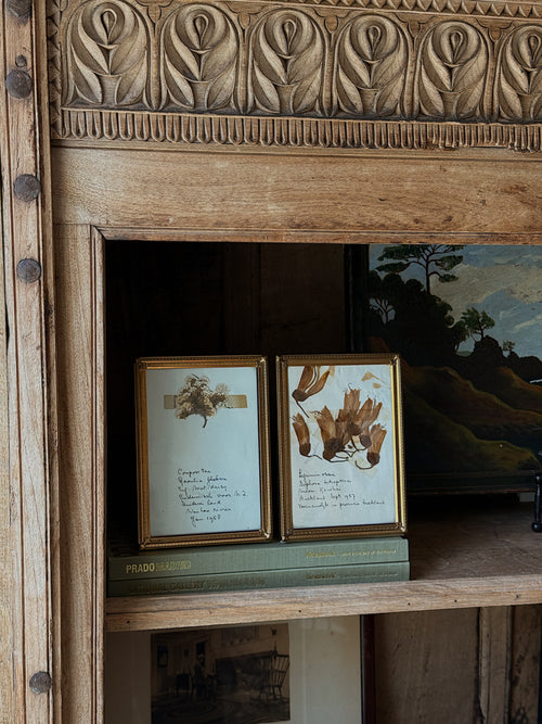 Antique Brass Framed Herbarium Art, Set of 2