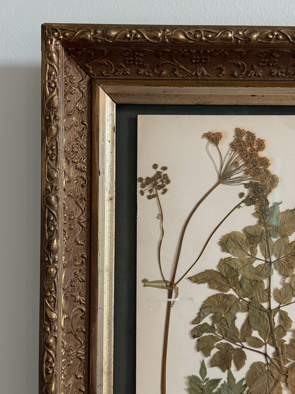 Custom Framed Finnish Herbarium Specimen in Antique Frame
