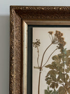 Custom Framed Finnish Herbarium Specimen in Antique Frame