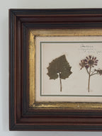 Antique Dutch Herbarium Specimen, Set of 2, Symphoricarpos + Cineraria