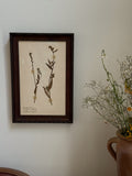 New Zealand  Herbarium Specimen in Antique Burlwood Frame