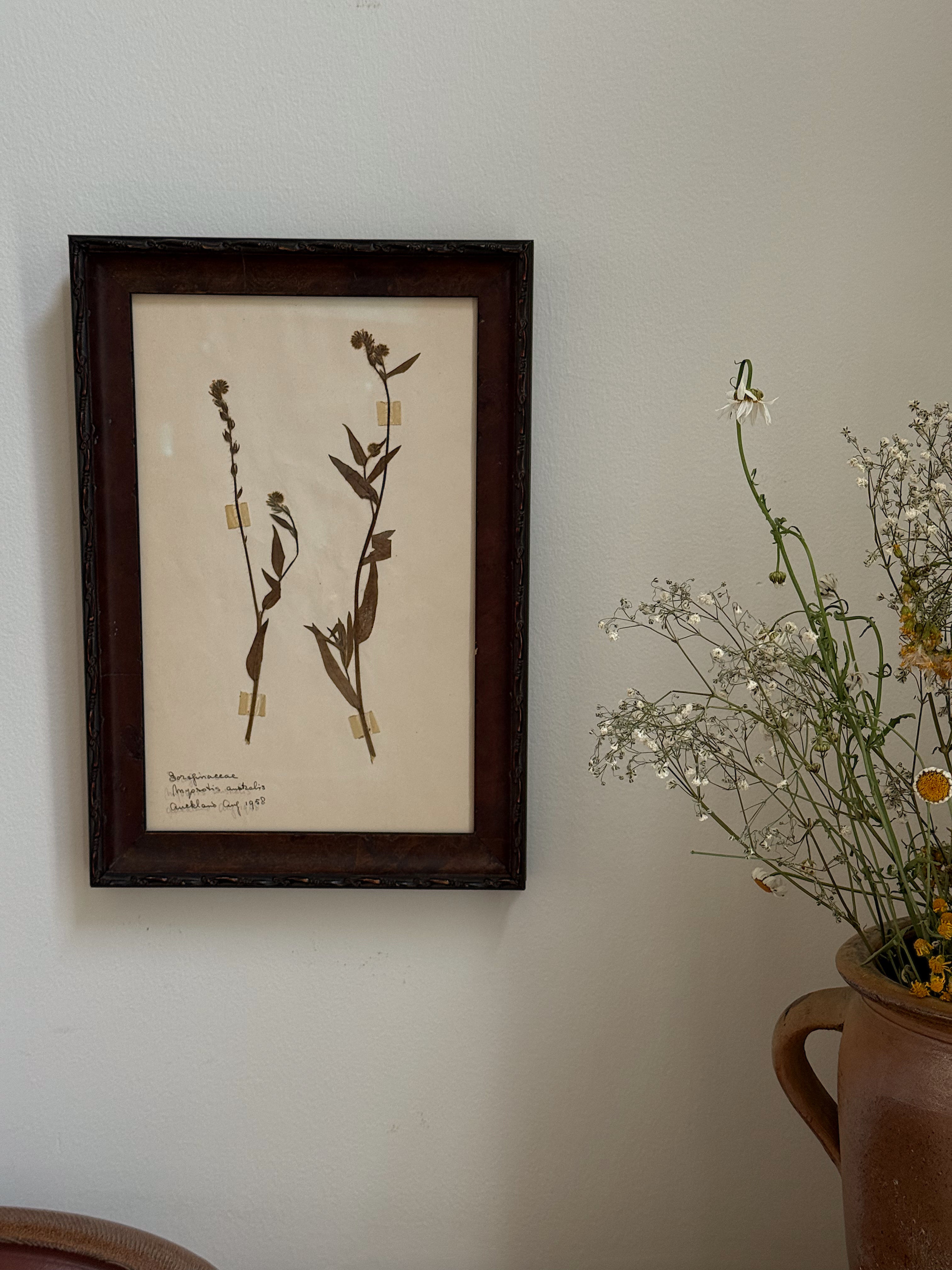 New Zealand  Herbarium Specimen in Antique Burlwood Frame