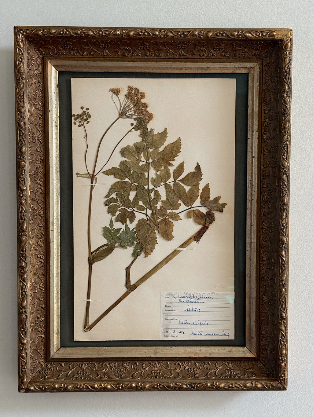 Custom Framed Finnish Herbarium Specimen in Antique Frame