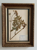 Custom Framed Finnish Herbarium Specimen in Antique Frame