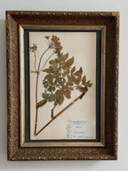 Custom Framed Finnish Herbarium Specimen in Antique Frame
