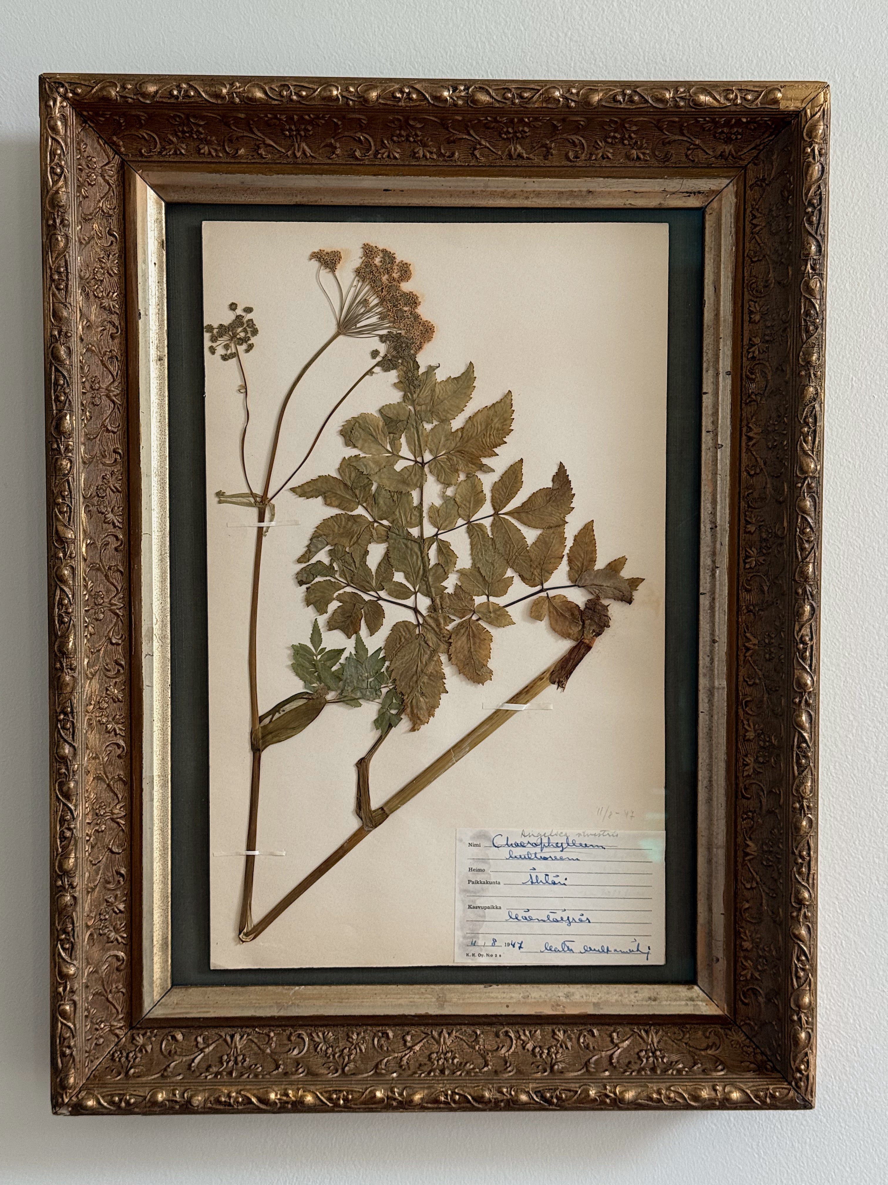Custom Framed Finnish Herbarium Specimen in Antique Frame