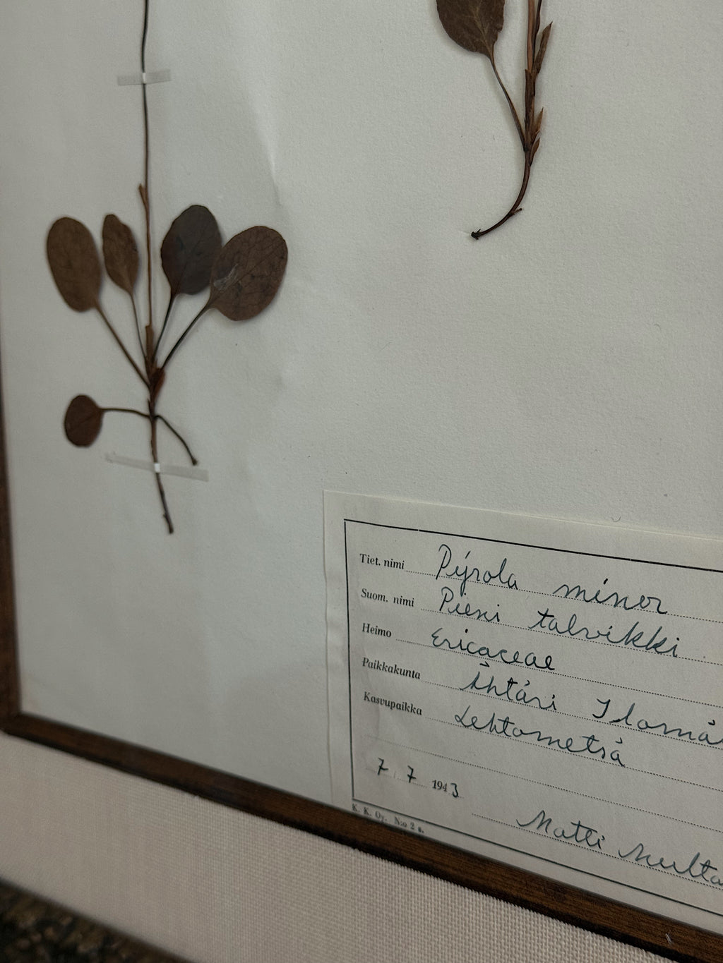 Finnish Herbarium Specimen in Antique Floral Frame