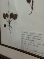 Finnish Herbarium Specimen in Antique Floral Frame