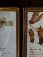 Antique Brass Framed Herbarium Art, Set of 2