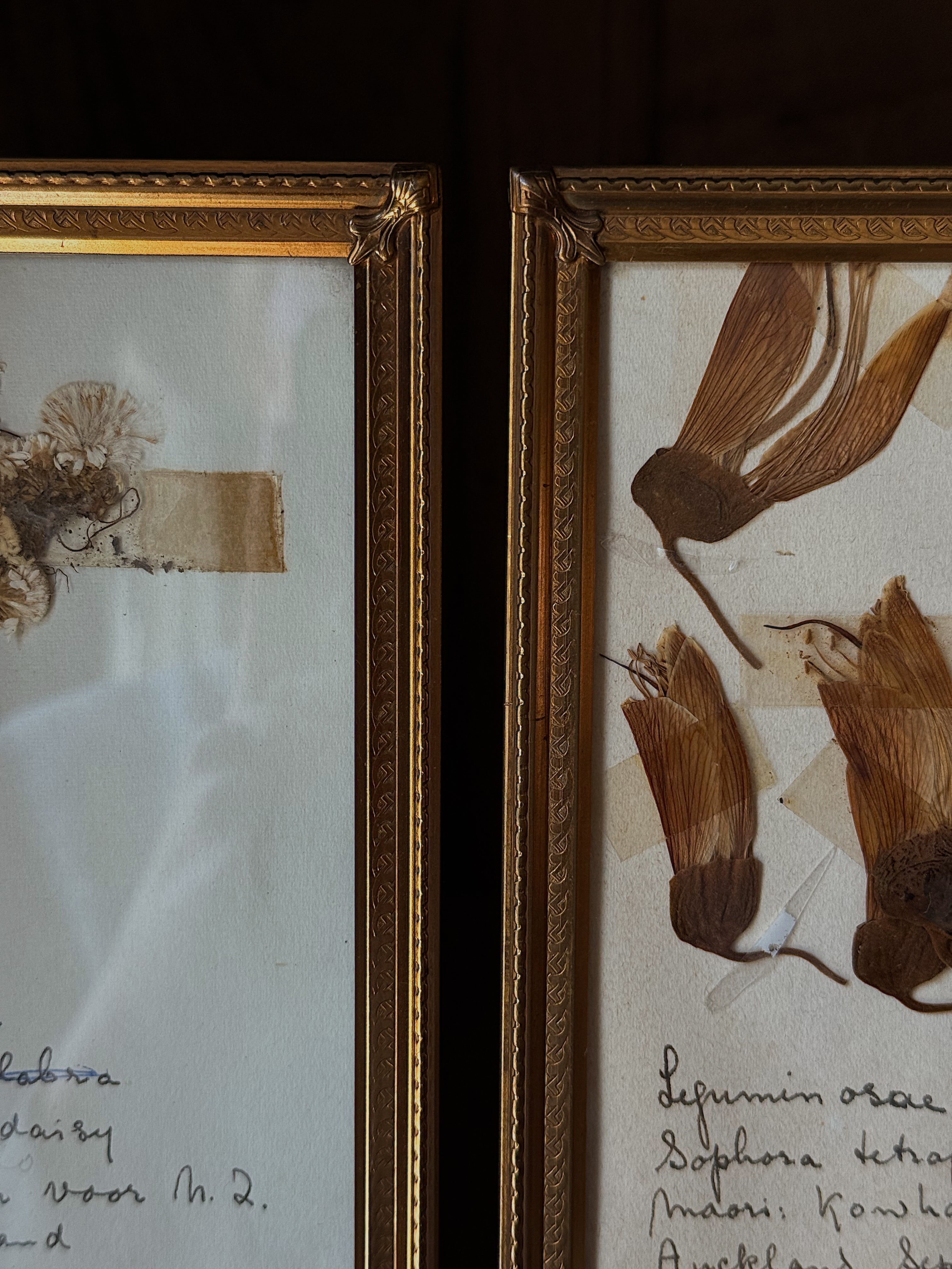 Antique Brass Framed Herbarium Art, Set of 2