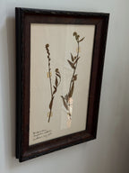 New Zealand  Herbarium Specimen in Antique Burlwood Frame