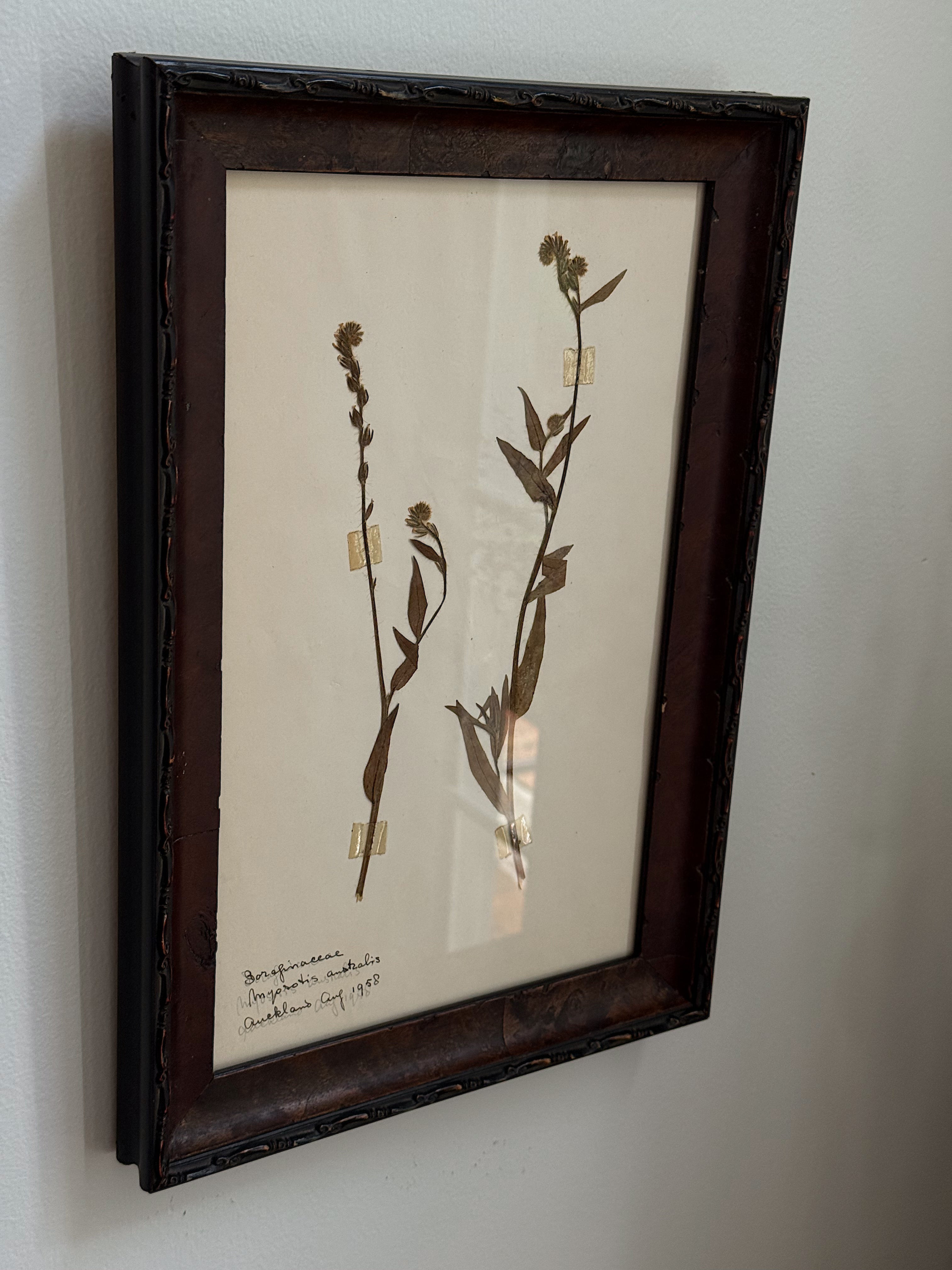 New Zealand  Herbarium Specimen in Antique Burlwood Frame