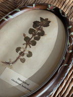 Pair of Antique (c. 1920) Dutch Herbarium Specimens in Hand-Painted Oval Frames