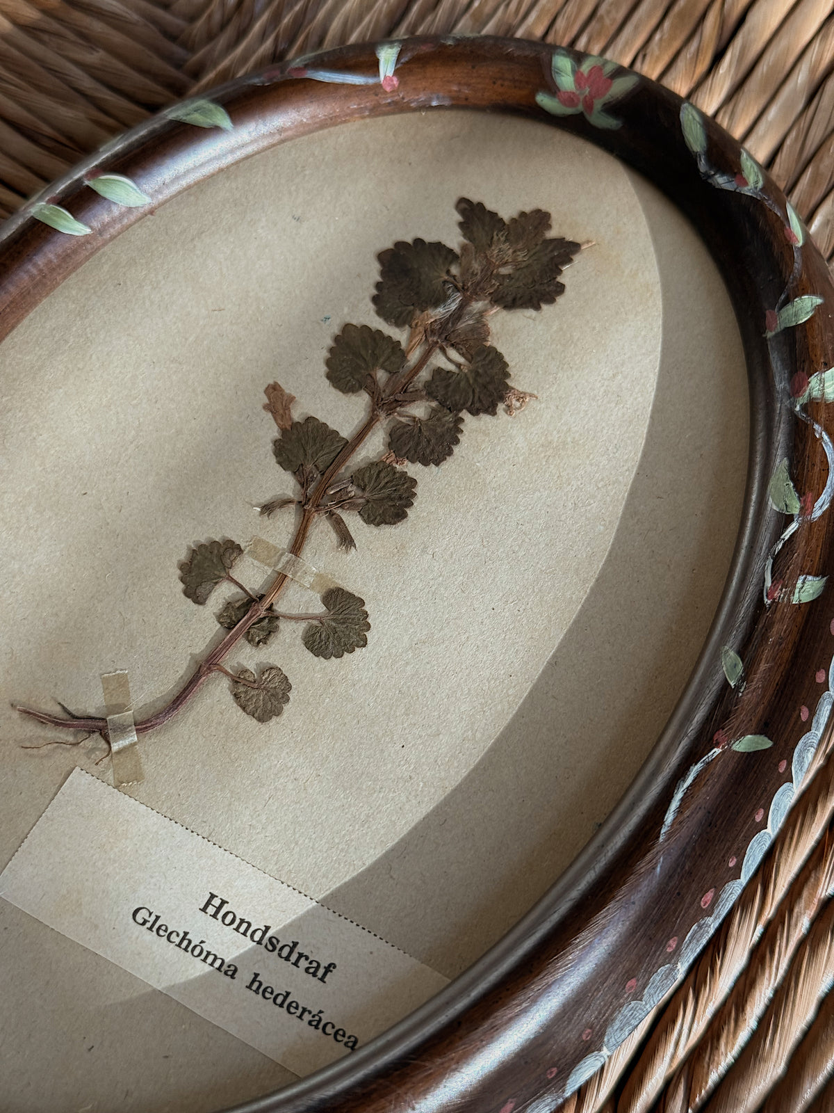 Pair of Antique (c. 1920) Dutch Herbarium Specimens in Hand-Painted Oval Frames