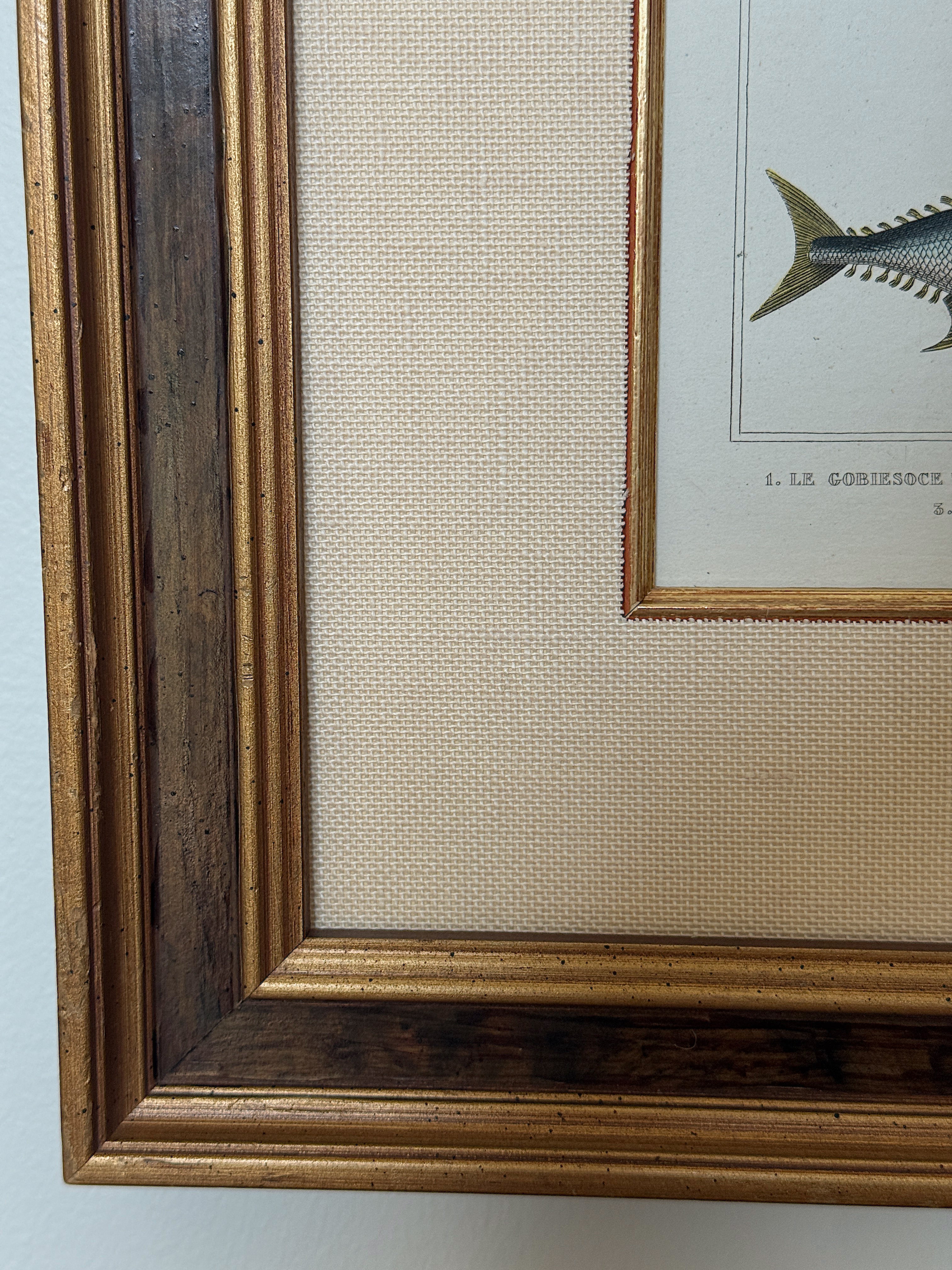 Antique Hand-Colored Fish Lithograph
