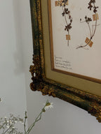 Custom Framed New Zealand Herbarium Specimen