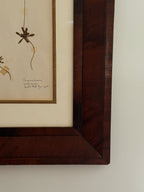 Finnish Herbarium Specimen in Antique Walnut Frame