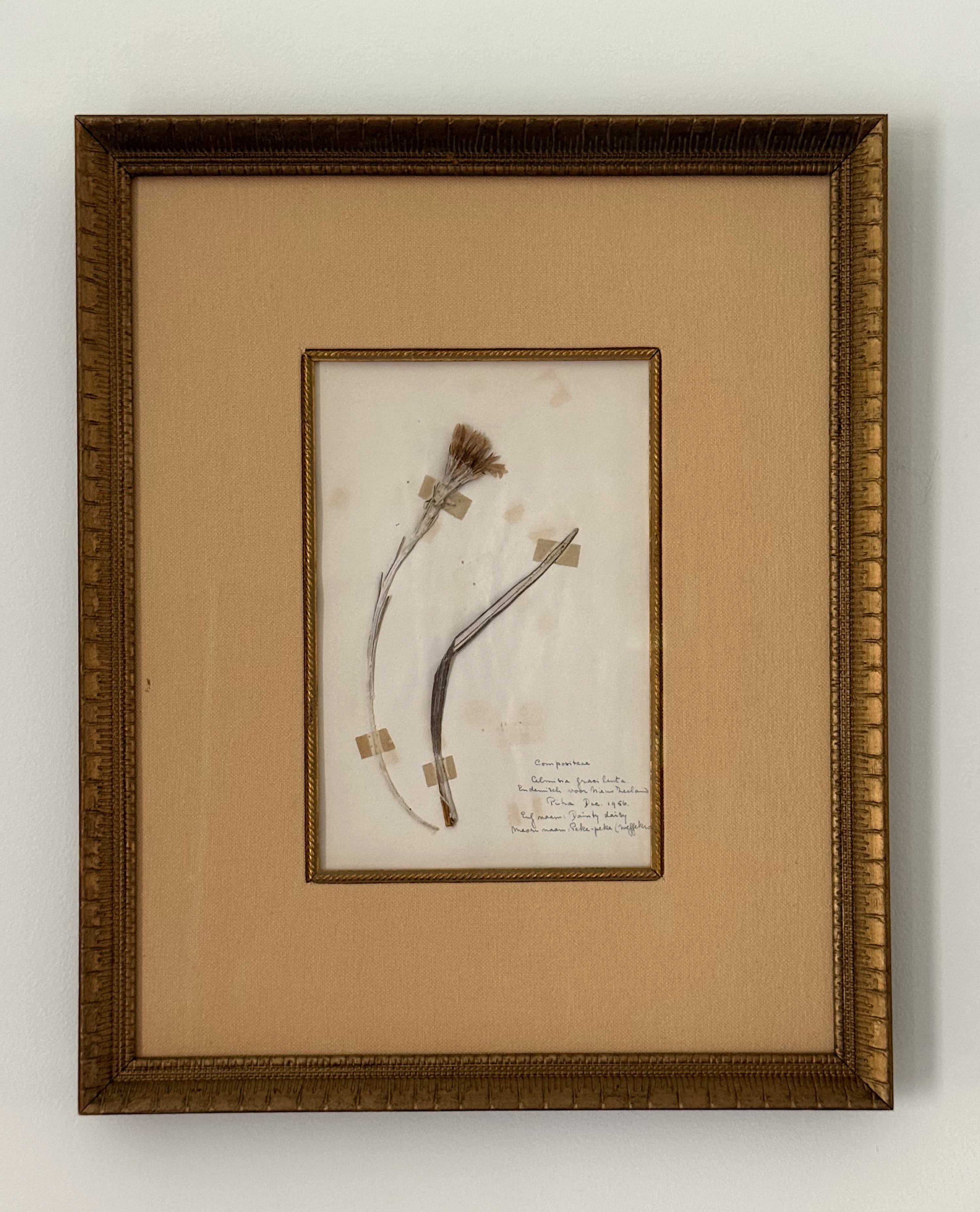 Set of Two Antique New Zealand Herbarium Specimens, Custard Linen Antique Frame