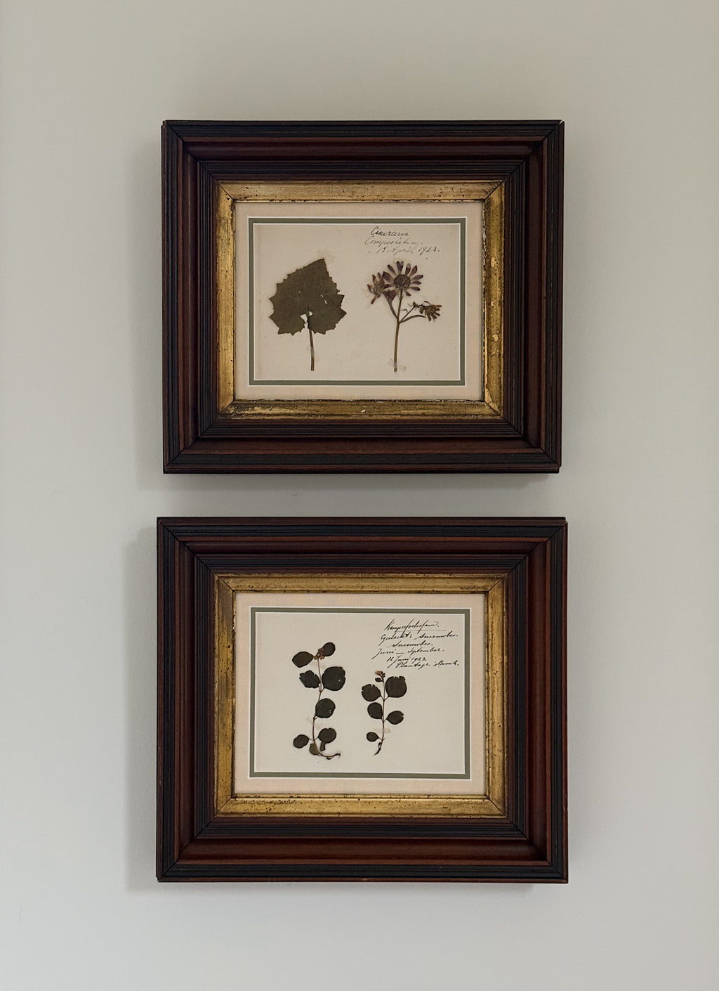 Antique Dutch Herbarium Specimen, Set of 2, Symphoricarpos + Cineraria