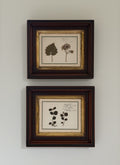 Antique Dutch Herbarium Specimen, Set of 2, Symphoricarpos + Cineraria