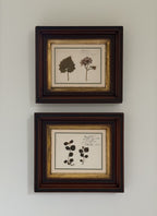 Antique Dutch Herbarium Specimen, Set of 2, Symphoricarpos + Cineraria