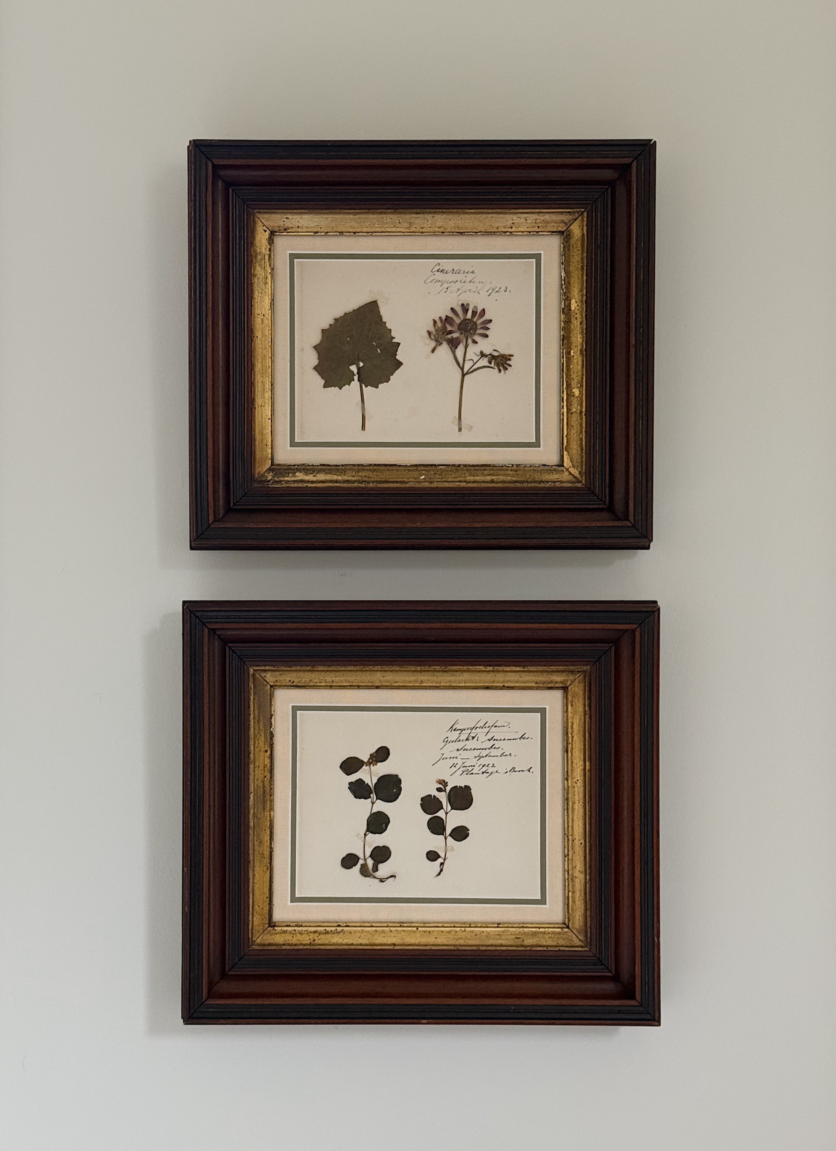 Antique Dutch Herbarium Specimen, Set of 2, Symphoricarpos + Cineraria