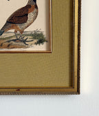 Antique 19th Century Hand-Colored Bird Engraving