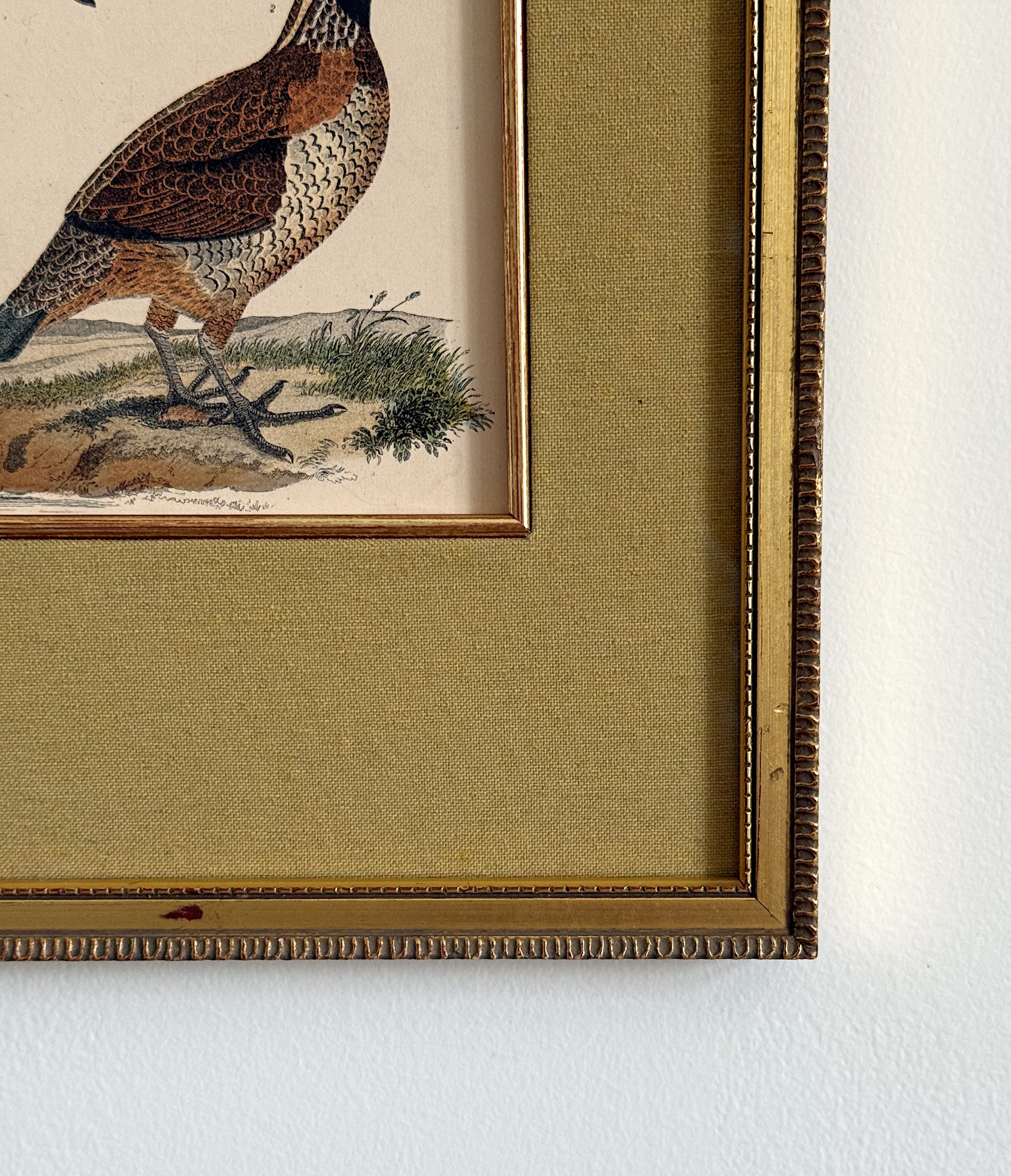 Antique 19th Century Hand-Colored Bird Engraving