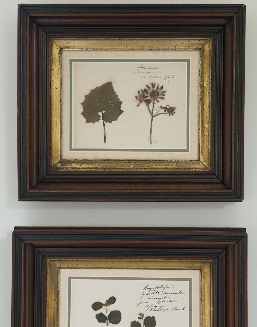 Antique Dutch Herbarium Specimen, Set of 2, Symphoricarpos + Cineraria