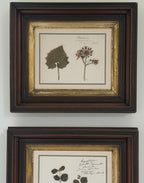 Antique Dutch Herbarium Specimen, Set of 2, Symphoricarpos + Cineraria