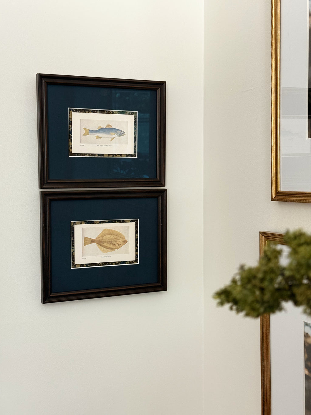Set of Two Framed Vintage Fish Book Plates