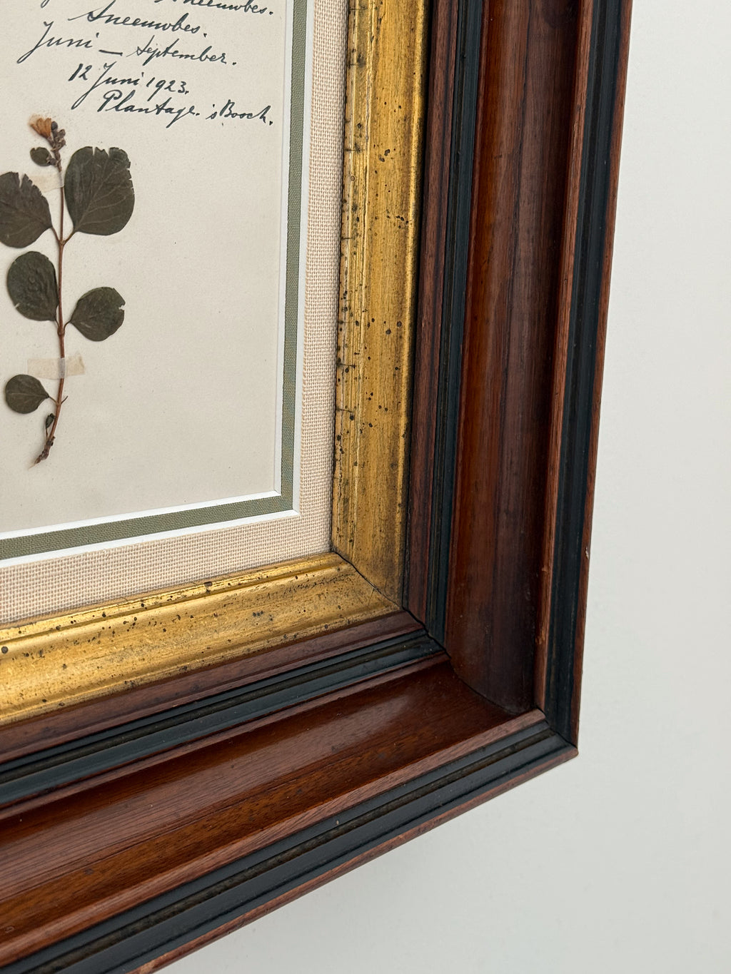 Antique Dutch Herbarium Specimen, Set of 2, Symphoricarpos + Cineraria